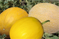 Semences melon – Topsem Algérie