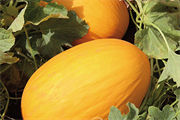 Melon type Jaune Canari GILAD F1
