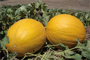 Melon type Jaune Canari TORNADO F1 (GV 42172)