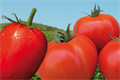Semences tomate – Topsem Algérie
