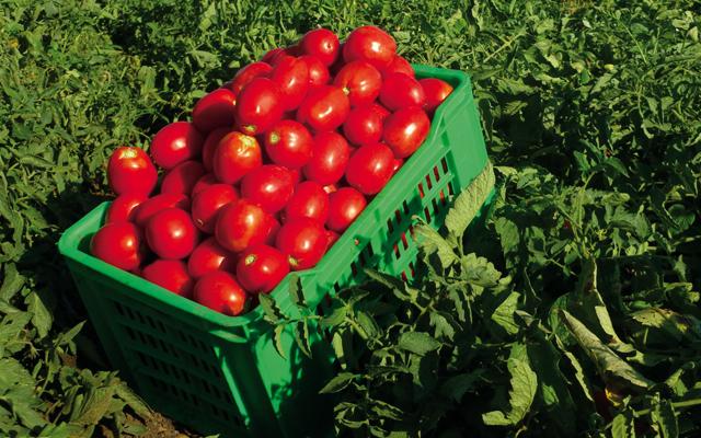 Tomate GUELMA F1